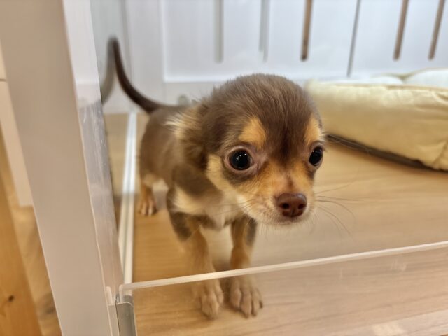 チワワ