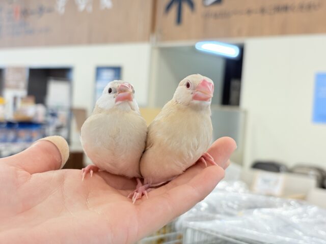 【最新画像更新🪄】ホットひと息ミルクティ☕️。oOクリーム添え🐣🍼シナモン文鳥 ヒナ シナモン文鳥