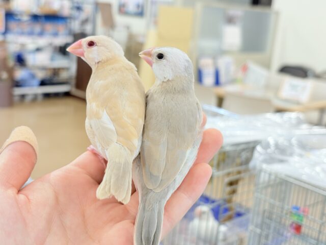 シナモン文鳥