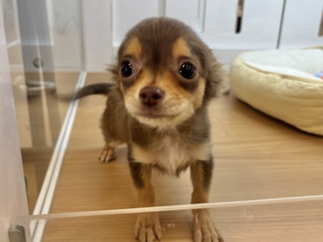 チワワ