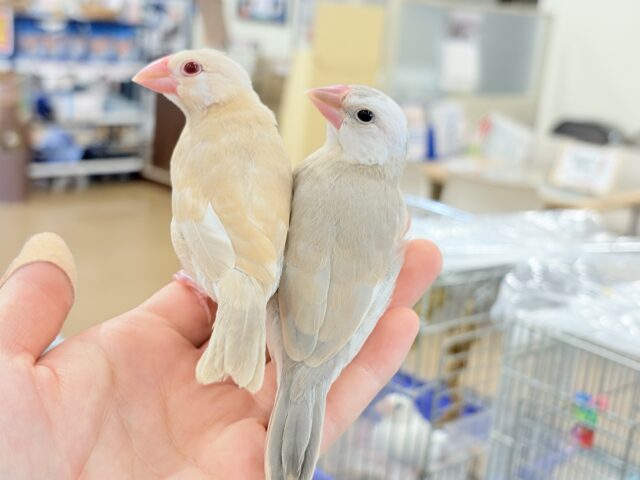 【最新画像更新🪄もうすぐひとり餌☆】ふんわり柔らかクリームラッテ🐣☕️アゲイト文鳥 ヒナ アゲイト文鳥