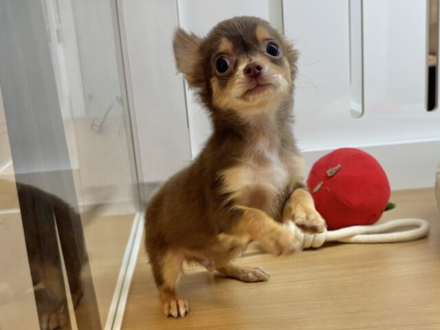 チワワ