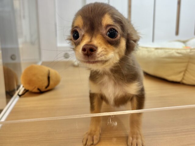 チワワ