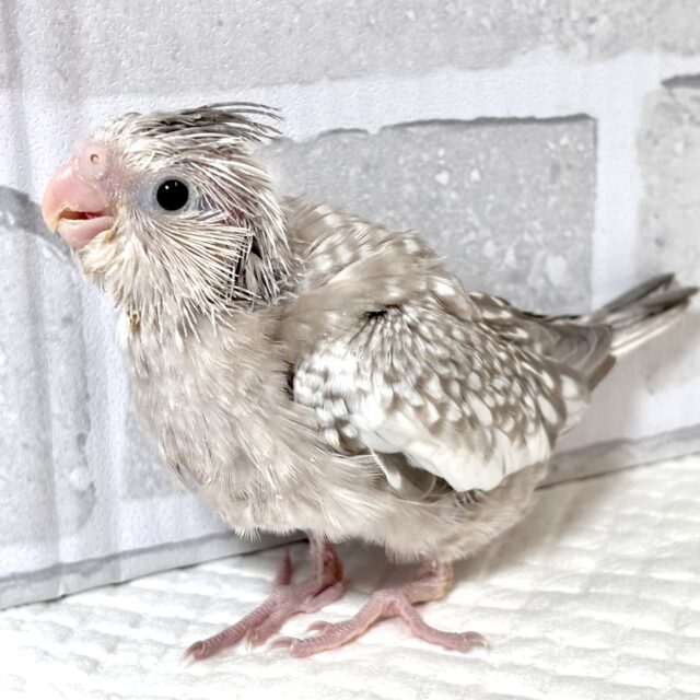 オカメインコ
