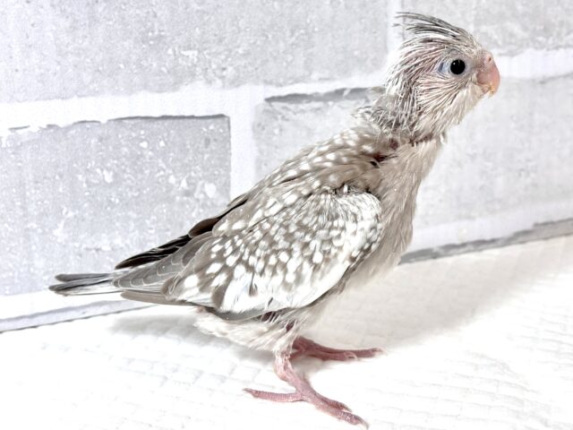 オカメインコ ホワイトフェイスシナモンパール 🤎🫧𓈒𓏸︎︎︎︎✨.゚・ オカメインコ