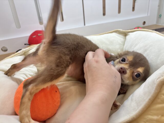 チワワ