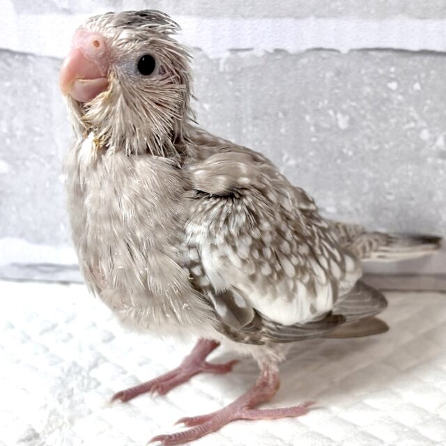 オカメインコ ホワイトフェイスシナモンパール 🤎🫧𓈒𓏸︎︎︎︎✨.゚・ オカメインコ
