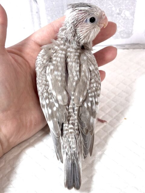オカメインコ