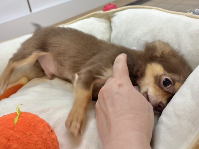 チワワ