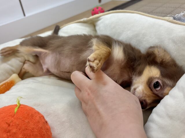 チワワ