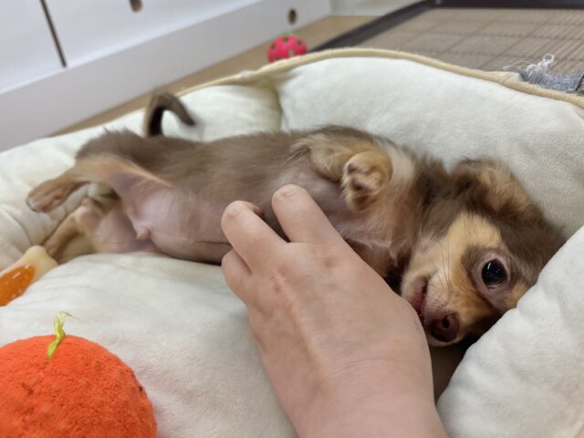 チワワ