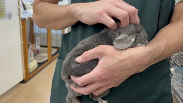 チンチラ