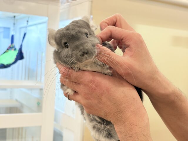 チンチラ