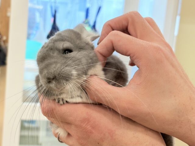 【最新画像・動画更新🪄】抱っこなでなでOK🙆♀️可愛さと美しさW盛り🐭💖チンチラ(バイオレット) 女の子 チンチラ