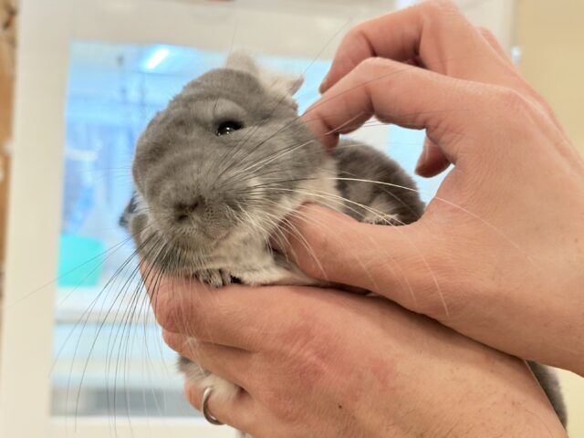 【最新画像・動画更新🪄】抱っこなでなでOK🙆♀️可愛さと美しさW盛り🐭💖チンチラ(バイオレット) 女の子 チンチラ