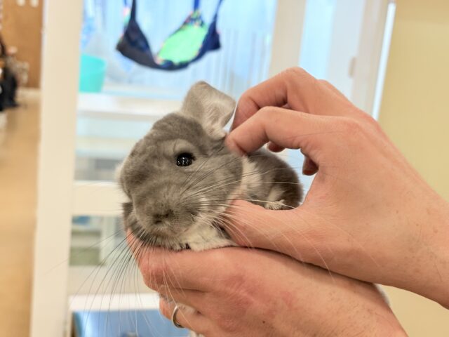 チンチラ