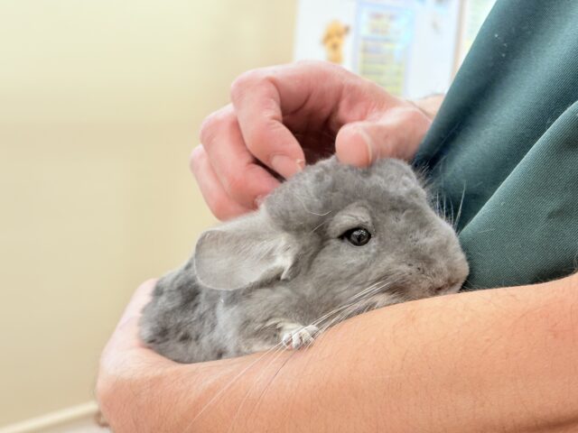 チンチラ