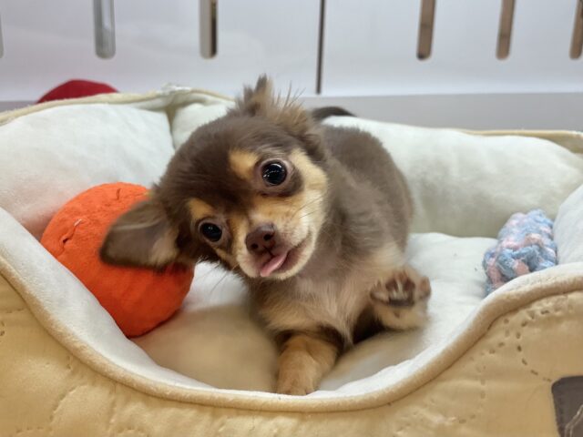 チワワ