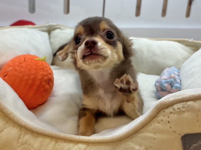 チワワ