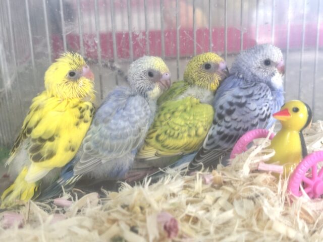 春風がちらほらと吹き始める中セキセイインコちゃんず来てくれました〜☀️🌸🍃・.。*・.。* セキセイインコ