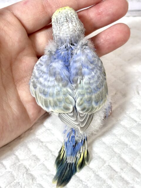 春風がちらほらと吹き始める中セキセイインコちゃんず来てくれました〜☀️🌸🍃・.。*・.。* セキセイインコ