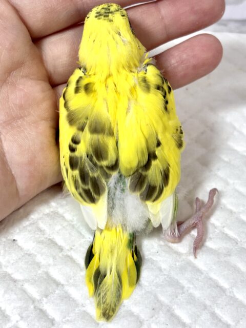 春風がちらほらと吹き始める中セキセイインコちゃんず来てくれました〜☀️🌸🍃・.。*・.。* セキセイインコ