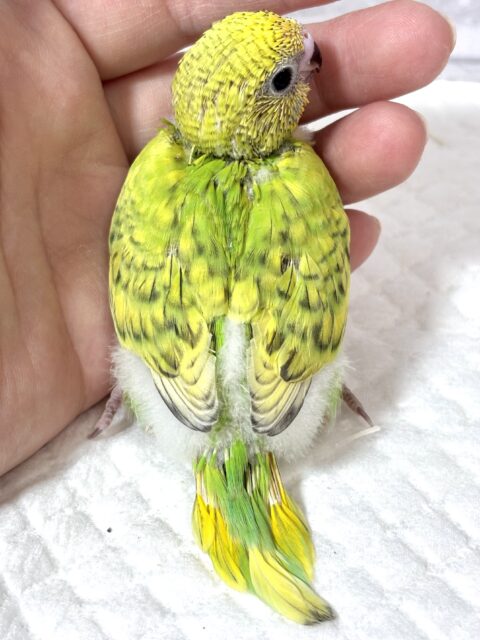 春風がちらほらと吹き始める中セキセイインコちゃんず来てくれました〜☀️🌸🍃・.。*・.。* セキセイインコ