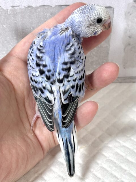 春風がちらほらと吹き始める中セキセイインコちゃんず来てくれました〜☀️🌸🍃・.。*・.。* セキセイインコ