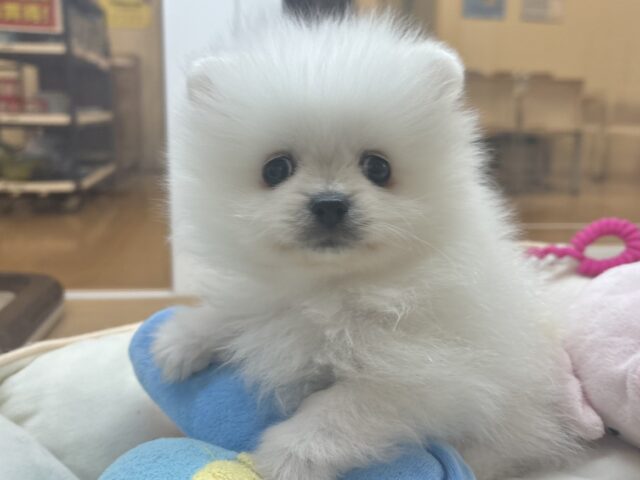 ポメラニアン