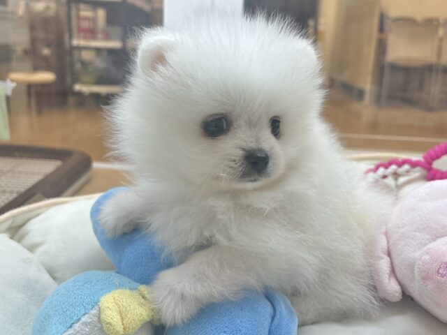 ポメラニアン