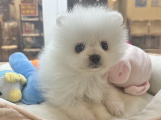 ポメラニアン