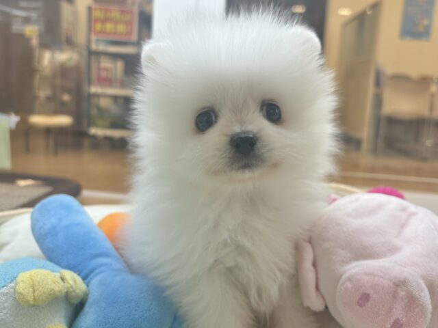 ポメラニアン