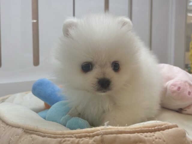 ポメラニアン
