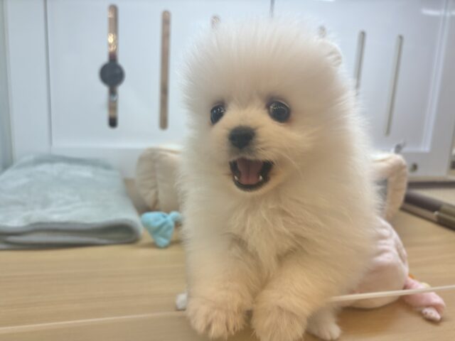 ポメラニアン