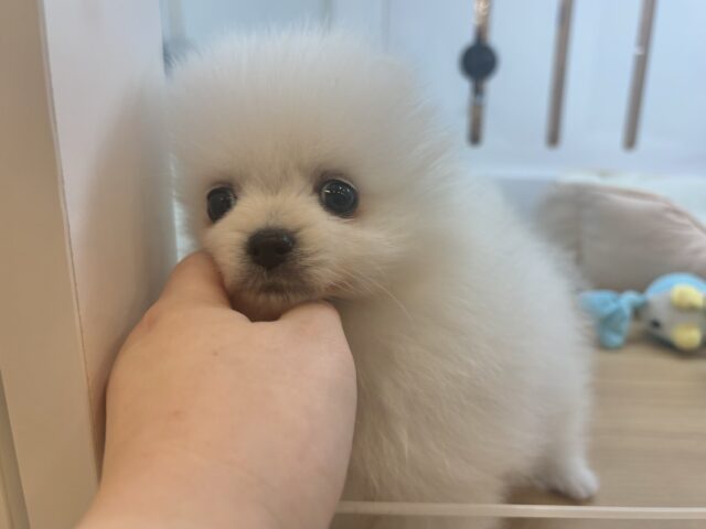 ポメラニアン