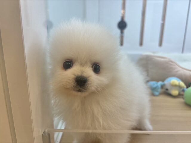 ポメラニアン