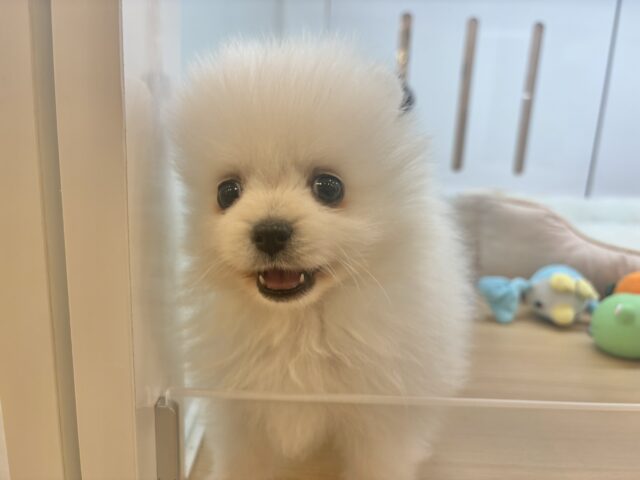 ポメラニアン