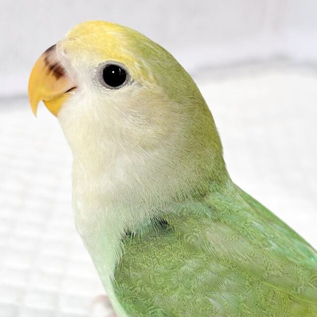 コザクラインコ ブルーチェリーパイド 🍏️️️🩵 コザクラインコ(小桜インコ)