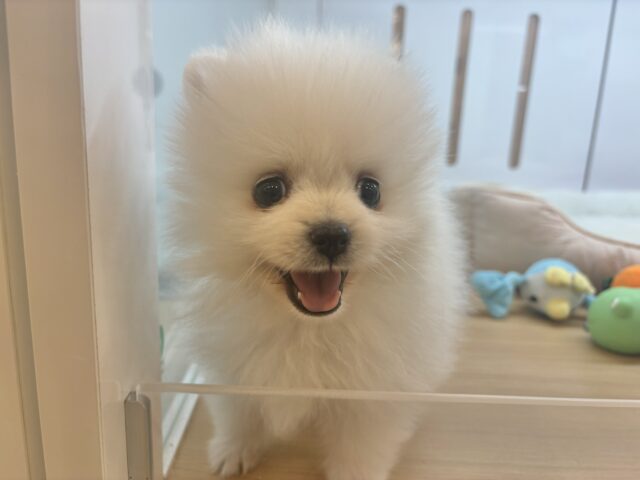 ポメラニアン