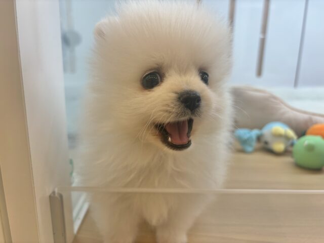 ポメラニアン
