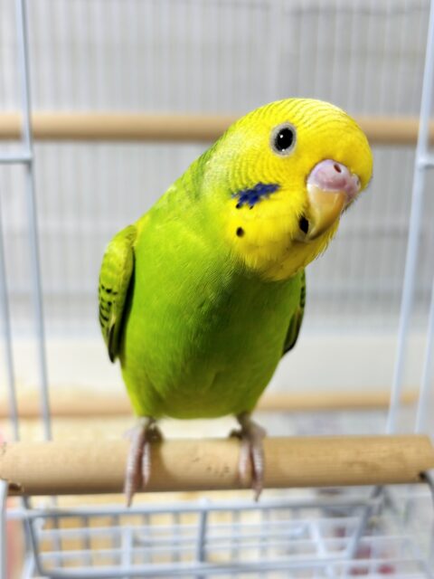 セキセイインコ グリーンオパーリン 🌱💚🍏 セキセイインコ