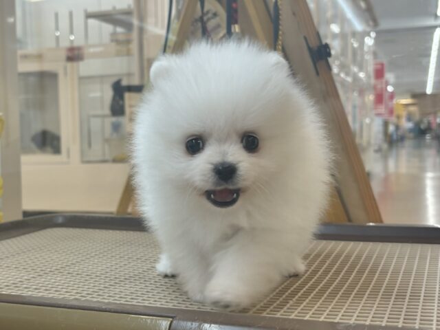 ポメラニアン