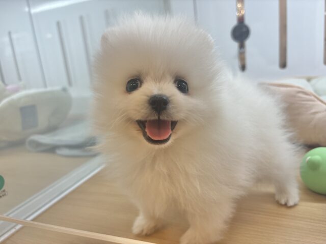 ポメラニアン