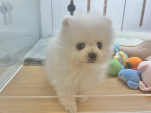 ポメラニアン