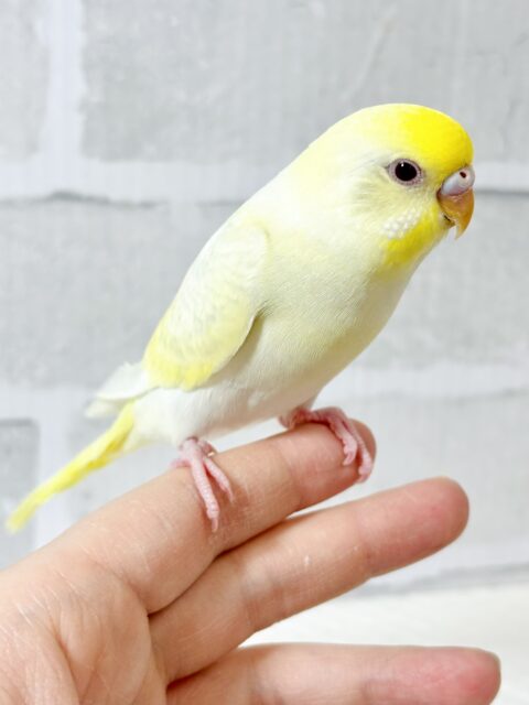 セキセイインコ クリーム系 💜🍨🍋 .*゜ セキセイインコ