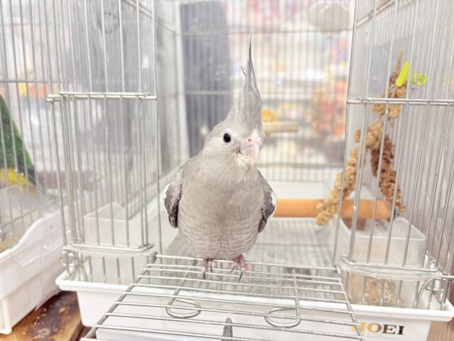 【最新画像・動画更新🪄ひとり餌になりました☆】今は可愛い恐竜さん🐣おとなになったらかっこいい恐竜さん🐥オカメインコ(ホワイトフェイス) ヒナ オカメインコ