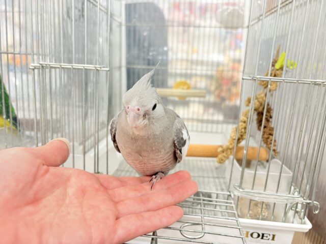 オカメインコ