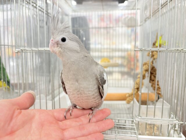 【最新画像・動画更新🪄ひとり餌になりました☆】今は可愛い恐竜さん🐣おとなになったらかっこいい恐竜さん🐥オカメインコ(ホワイトフェイス) ヒナ オカメインコ