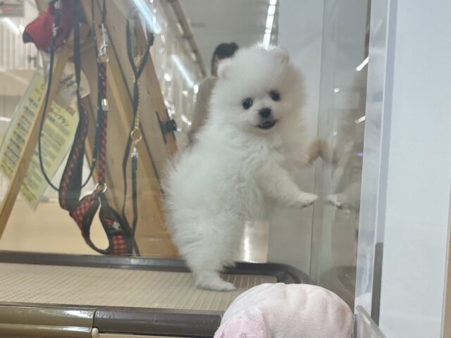 ポメラニアン