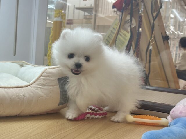 ポメラニアン